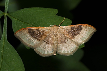 Moth (Geometridae), North West Bulgaria, EuropeFamily Geometridae