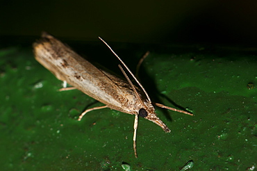 Grass moth (Crambidae), North West Bulgaria, Europe