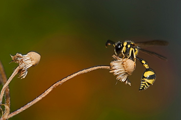 Wasp (Apocrita), North West Bulgaria, EuropeOrder Hymenoptera