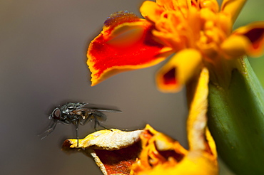 Fly (Diptera) (true flies), North West Bulgaria, Europe