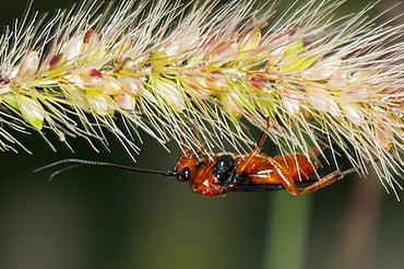Insecta, North West Bulgaria, EuropeOrder Hymenoptera