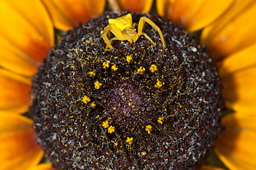 Crab spider (Thomisidae), North West Bulgaria, EuropeOrder Araneae;Family Araneida