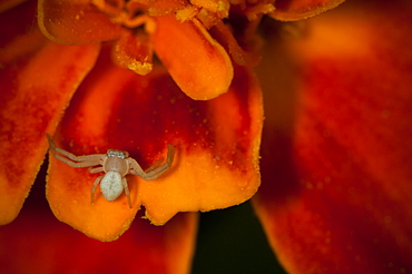 Crab spider (Thomisidae), North West Bulgaria, EuropeOrder Araneae;Family Araneida