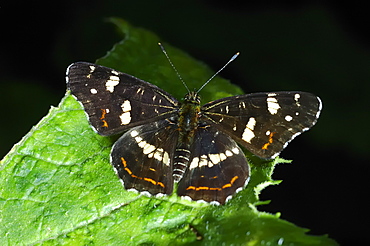 The Map (Araschnia levana) - Summer brood;North West Bulgaria;Europe