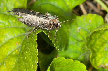 Moth, North West Bulgaria, EuropeFamily Noctuidae;Sub order Heterocera