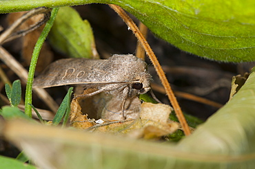 Moth, North West Bulgaria, EuropeFamily Noctuidae;Sub order Heterocera