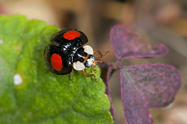 Ladybirds (Ladybug) (Coccinellidae) on violet leaf, North West Bulgaria, Europe