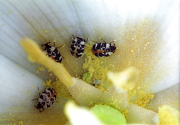 Buffalo Carpet Beetle (Anthrenus scrophulariae);North West Bulgaria;Europe