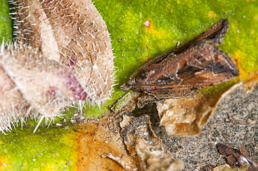 Grass moth (Crambidae), North West Bulgaria, Europe