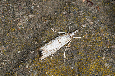 Grass moth (Crambidae), North West Bulgaria, Europe