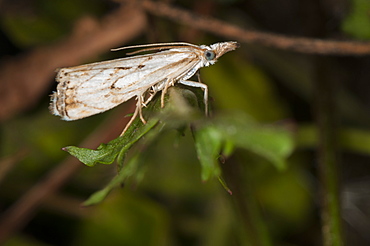 Grass moth (Crambidae), North West Bulgaria, Europe