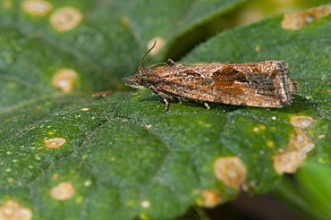 Grass moth (Crambidae), North West Bulgaria, Europe