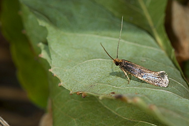 Grass moth (Crambidae), North West Bulgaria, Europe