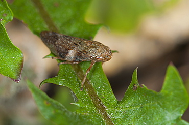 Leafhopper (Cicadellidae), North West Bulgaria, Europe