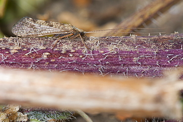 Caddisfly (sedge fly) (Trichoptera), North West Bulgaria, Europe