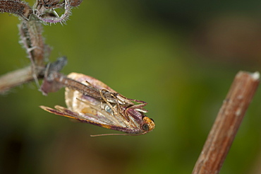 Grass moth (Crambidae), North West Bulgaria, Europe