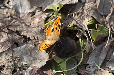 Large tortoiseshell (Nymphalis polychloros) (Nymphalidae) (Nymphalinae) (Nymphalini), North West Bulgaria, Europe