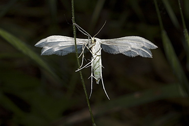 White plume moth (Pterophorus pentadactyla), North West Bulgaria, EuropeFamily Pterophoridae