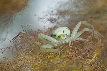 Crab spider (Thomisidae), North West Bulgaria, EuropeOrder Araneae;Family Araneida