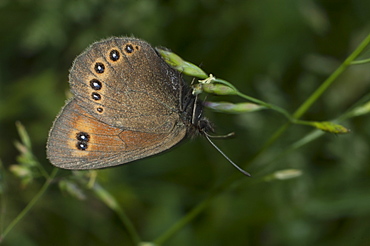 True browns (Elymniini,), Trigrad, South West Bulgaria, EuropeFamily Nymphalidae;Sub family Satyrinae