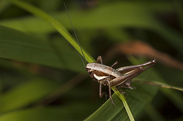 Grasshopper or cricket (Orthoptera) (Ensifera), Trigrad, South West Bulgaria, Europe