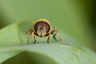 Hoverfly (Syrphidae), North West Bulgaria, Bulgaria, Europe