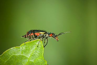 Beetle, Coleoptera, North West Bulgaria, Bulgaria, Europe