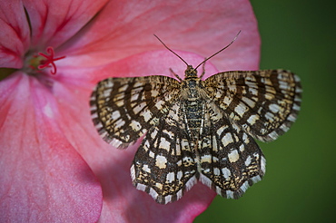 Latticed heath (Chiasmia clathrata), Bulgaria, Europe