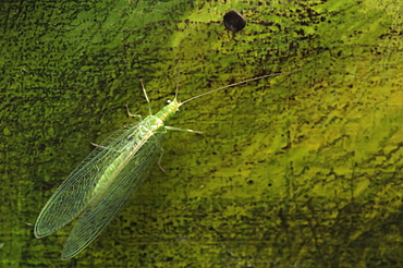 Common green lacewing (Chrysoperla carnea) (Chrysopidae) (Neuroptera), Bulgaria, Europe