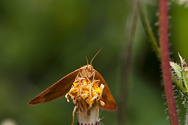 Purple-barred yellow moth (Lythria purpuraria) (Geometridae), Bulgaria, Europe