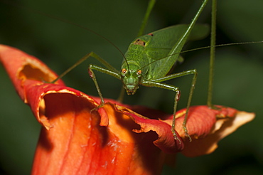 Great green bush-cricket (Tettigonia viridissima), Bulgaria, Europe