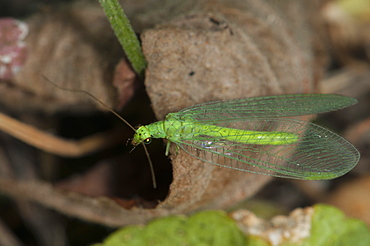 Common green lacewing (Chrysoperla carnea) (Chrysopidae) (Neuroptera), Bulgaria, Europe