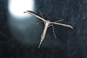 Morning-glory plume moth (T-moth) (Emmelina monodactyla) (Pterophoridae), Bulgaria, Europe