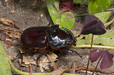 European rhinoceros beetle (Oryctes nasicornis), Bulgaria, Europe