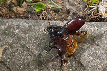 European rhinoceros beetle (Oryctes nasicornis), Bulgaria, Europe