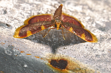 Gold triangle (Hypsopygia costalis) (Pyralidae), Bulgaria, Europe