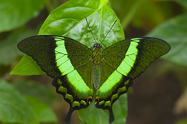 Green-barred swallowtail (Papilio palinurus) (Papilionidae), Grevenmacher Butterfly Garden, Luxembourg, Europe