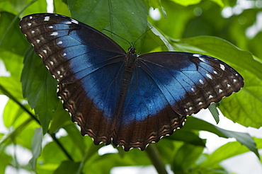 Peleides blue morpho (common morpho) (Morpho peleides), Grevenmacher Butterfly Garden, Luxembourg, Europe