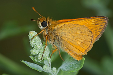 Skipper (Hesperiidae), Bulgaria, Europe