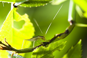 European tree cricket (Oecanthus pellucens), Bulgaria, Europe