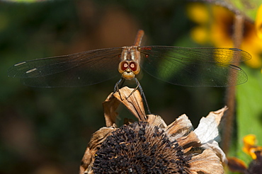 Dragonfly (Odonata), Bulgaria, Europe