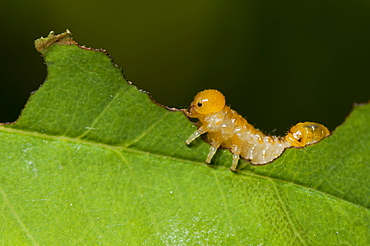 Caterpillar (Lepidoptera), Bulgaria, Europe