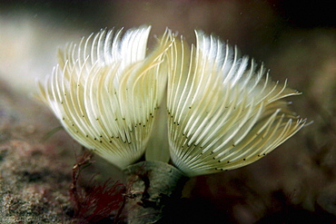 Tubeworm with feathery filter system in use. UK   (RR)