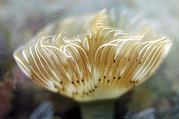 Tubeworm with feathery filter system in use. UK   (RR)