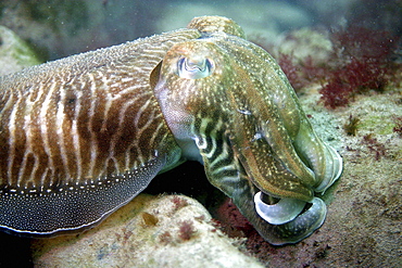 Cuttlefish. UK   (RR)