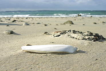 Cuttlefish bone. UK   (RR)