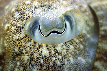 Big close up of cuttlefish eye. UK   (RR)