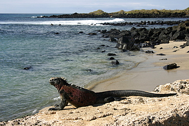 Marine iguana Floreana. Galapagos.   (RR)