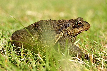 Common toad. UK   (RR)