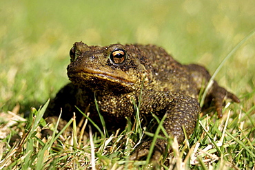 Common toad. UK   (RR)